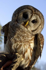 Silent Wings Raptor Program with Trish Marki @ Bingo Pavilion