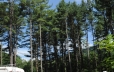 Can’t beat a bike ride through the tall Adirondack pine trees (300’s)