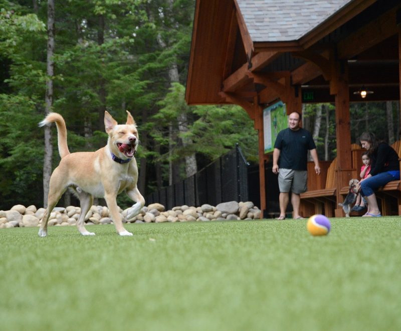 dog chasing ball