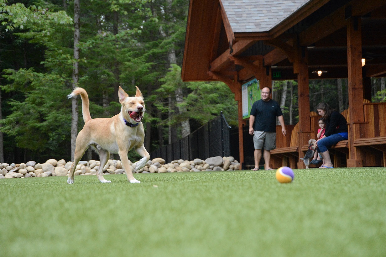 Ears Flapping & Tails Wagging