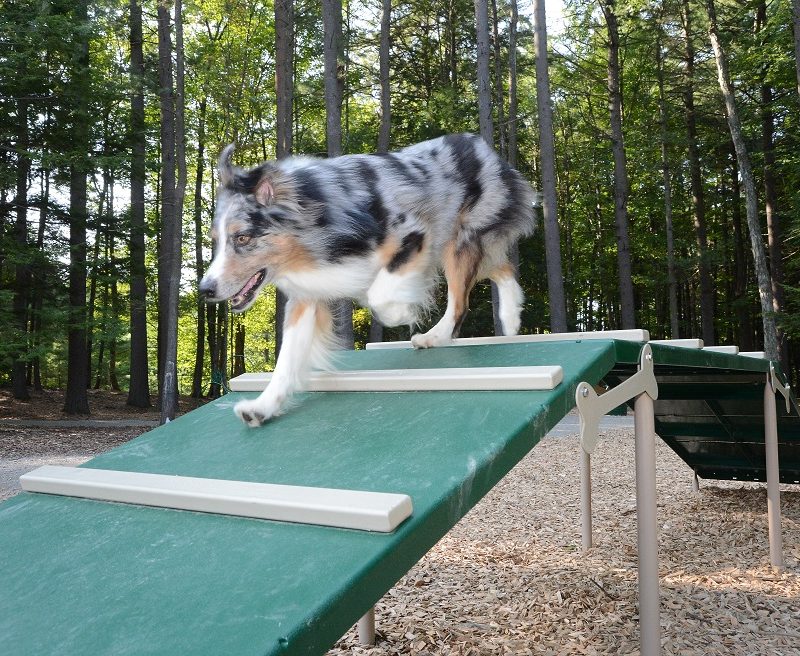 dog enjoying agility area