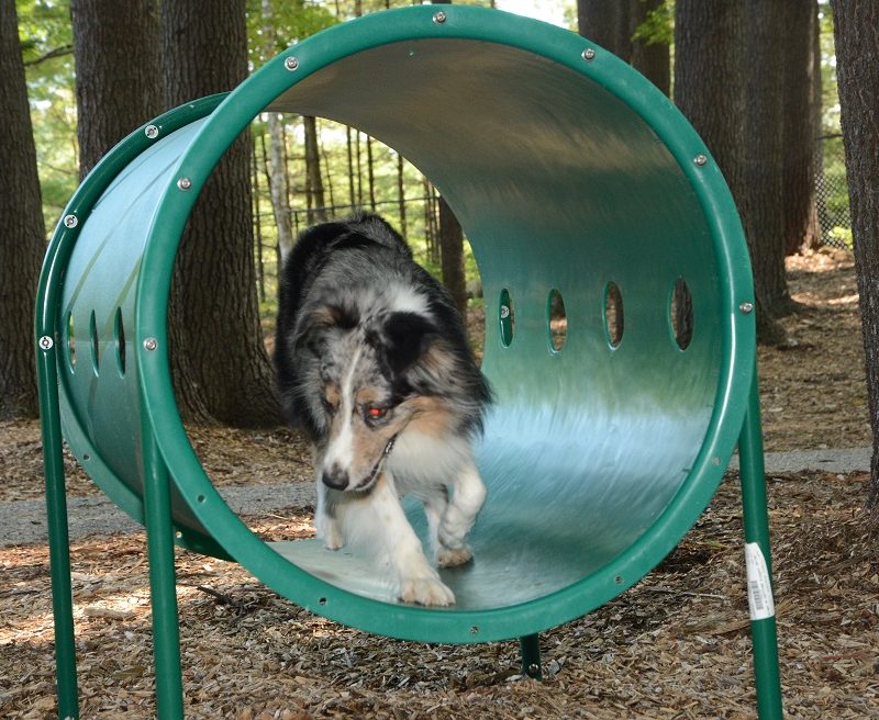 dog running through tube in agility area