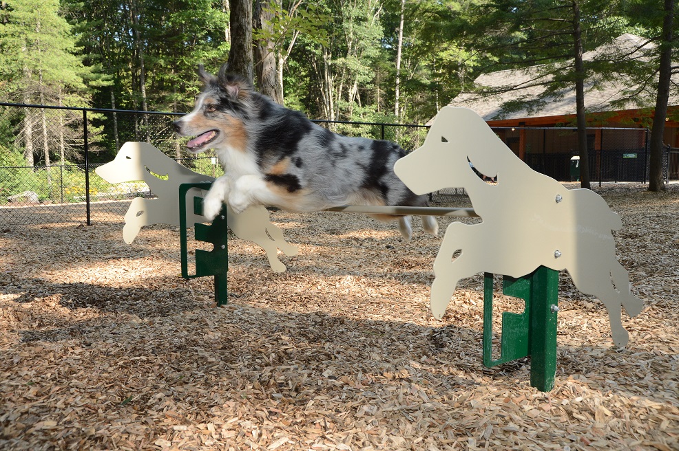 dog jumping in Agility Area