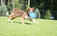 Playing Frisbee