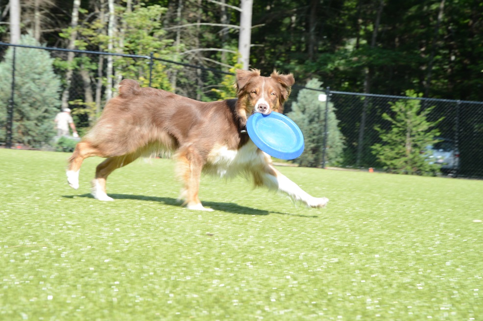 Playing Frisbee
