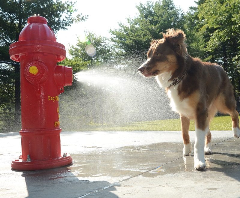 Dog enjoying mist on a hot day