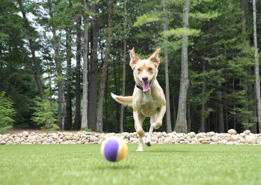 Dog fetching ball at Charlie's Bark Park