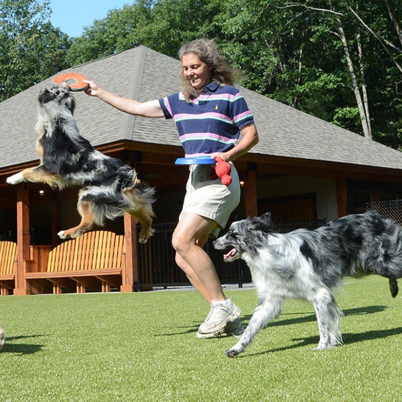 Woman playing frisbee with two dogs at Charlie's Bark Park