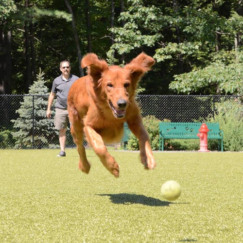 Dog chasing Ball at Charlie's Bark Park