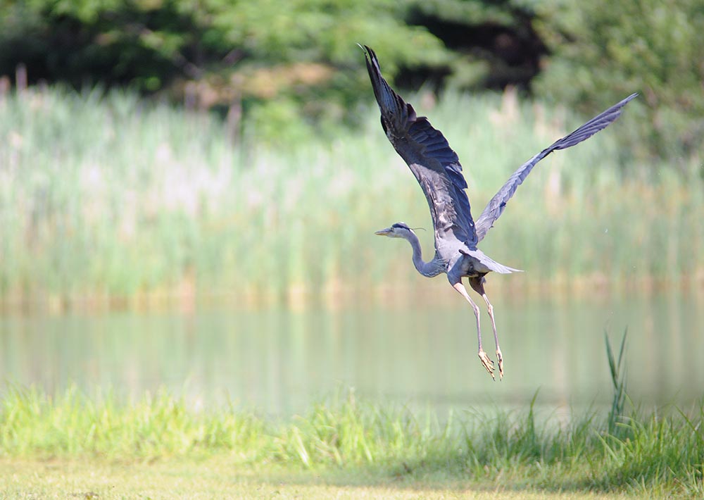 Bird flying over one of our ponds