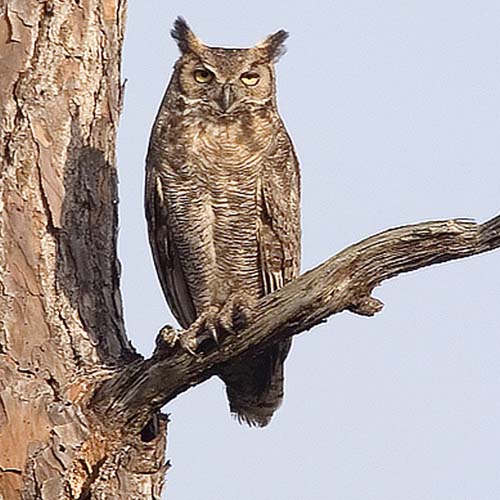 Owl perched on branch