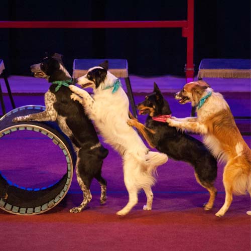 Conga line dogs