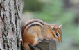 Be on the lookout for chipmunks – you can find them everywhere