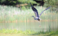 Great Blue Heron at our fishing pond