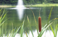 Cattails surround our bass fishing pond