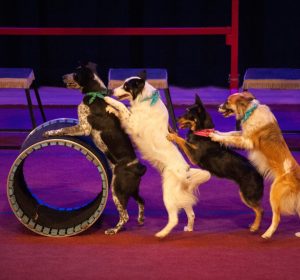 4 dogs on their hind legs in a conga line. The front dog has is front paws on a cylinder shape object that is on its side.